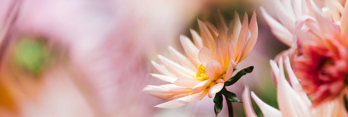 餐飲品牌形象設(shè)計公司