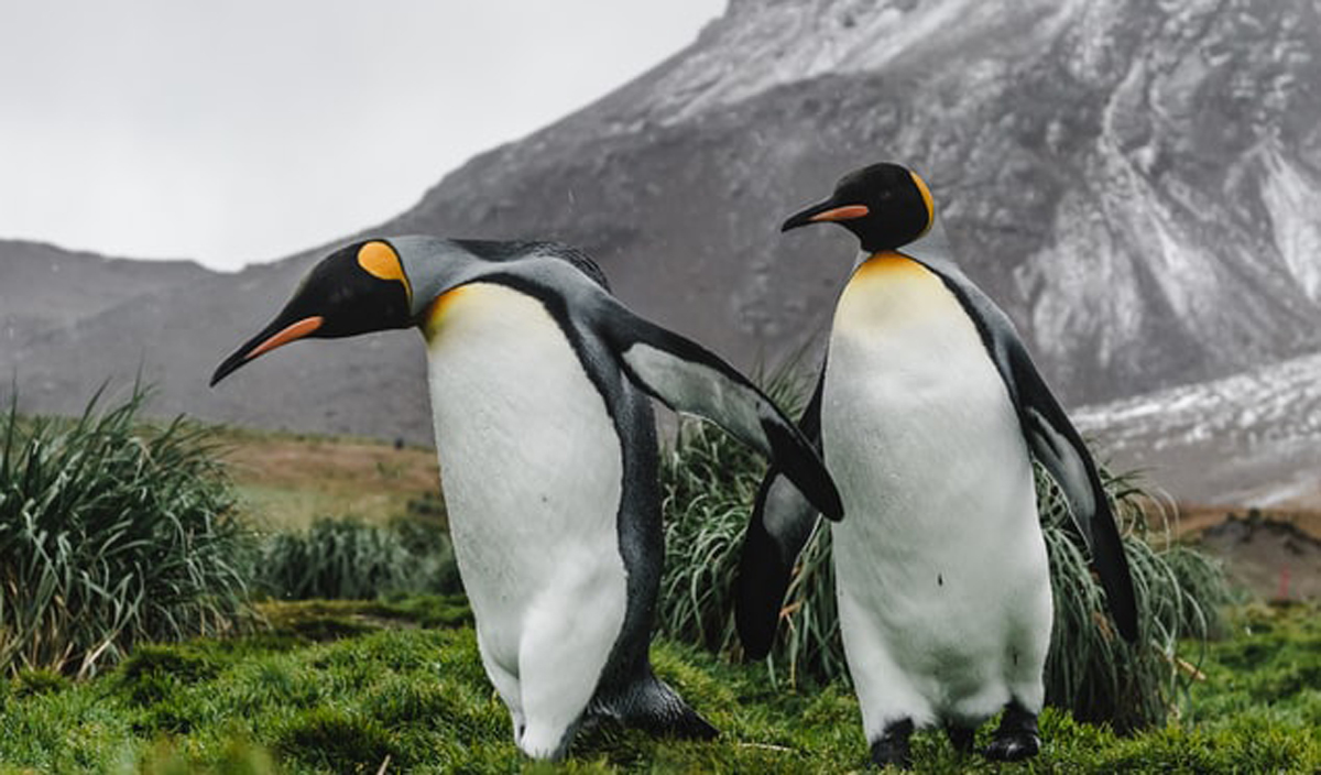 品牌策略全案設(shè)計 品牌策略全案設(shè)計